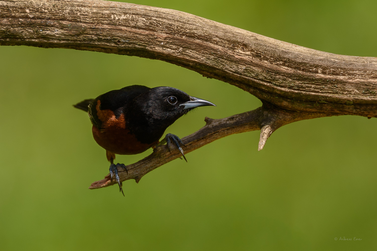 Male Orchard Oriole