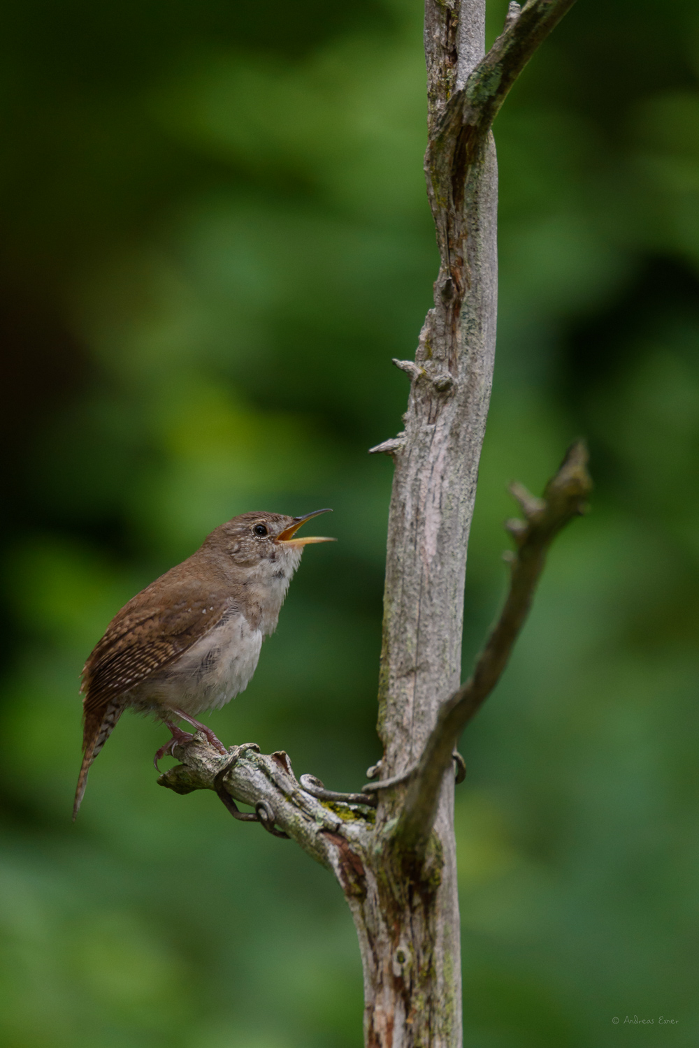 Male House Wren