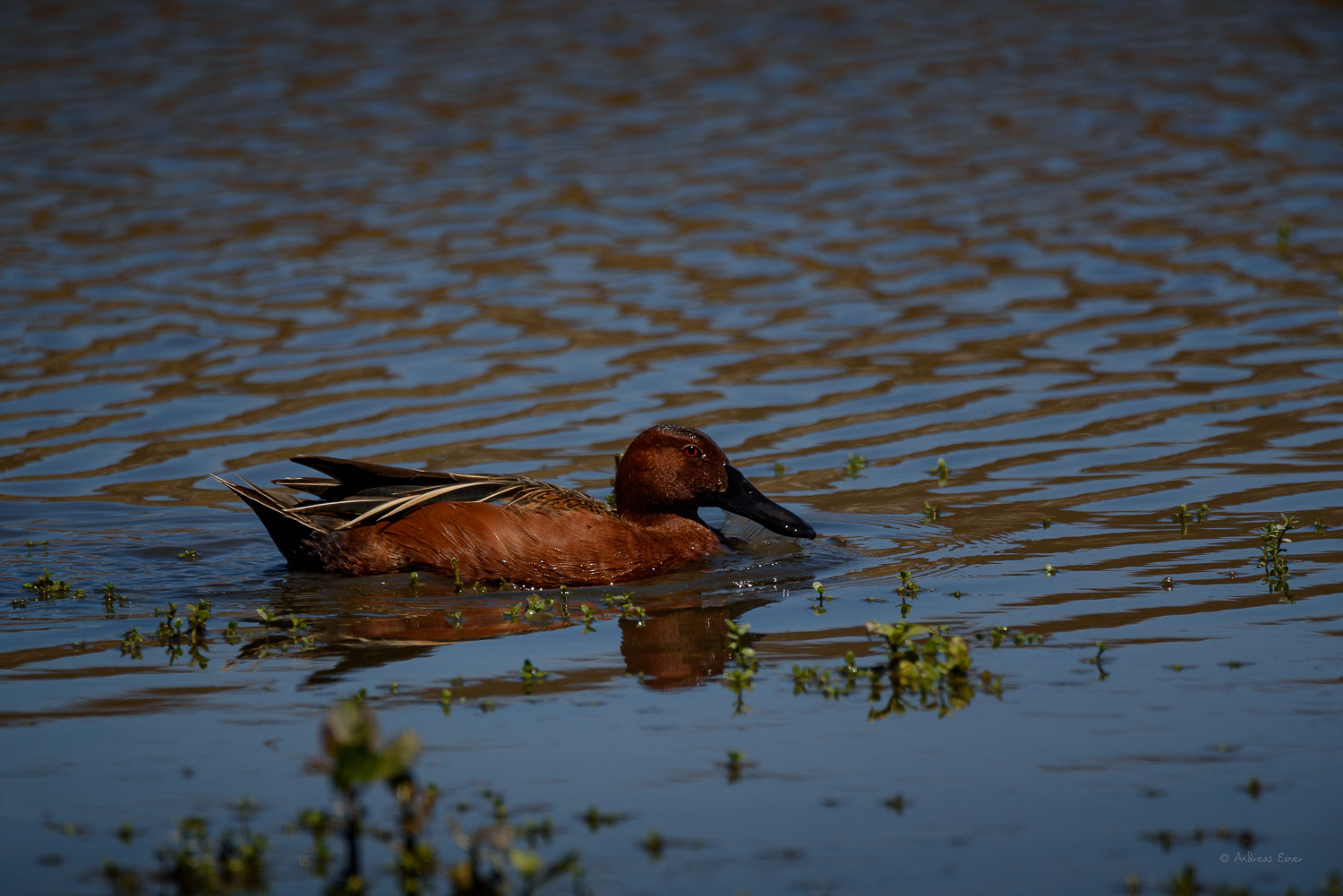 CINNAMON TEAL