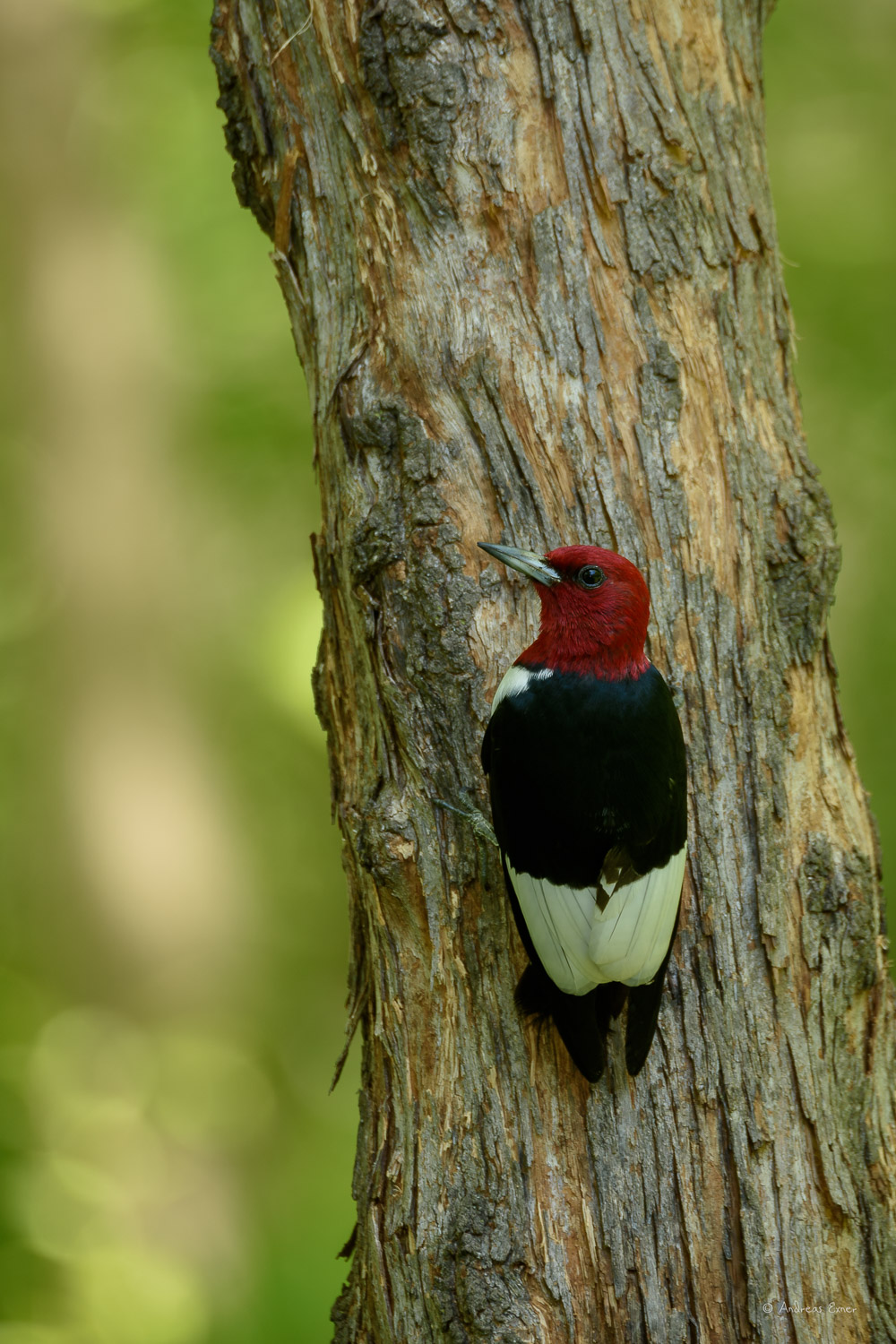 RED-HEADED WOODPECKER