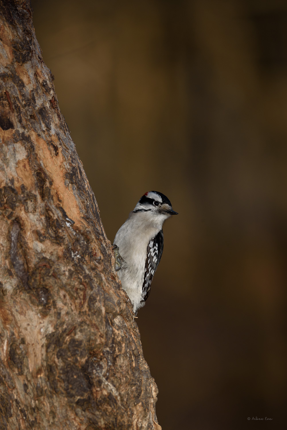 DOWNY WOODPECKER