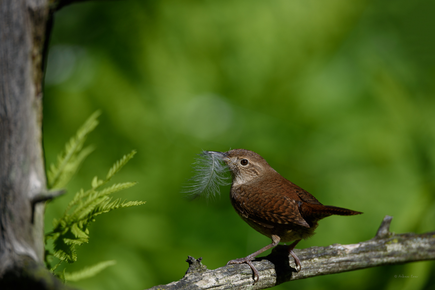 Female House Wren