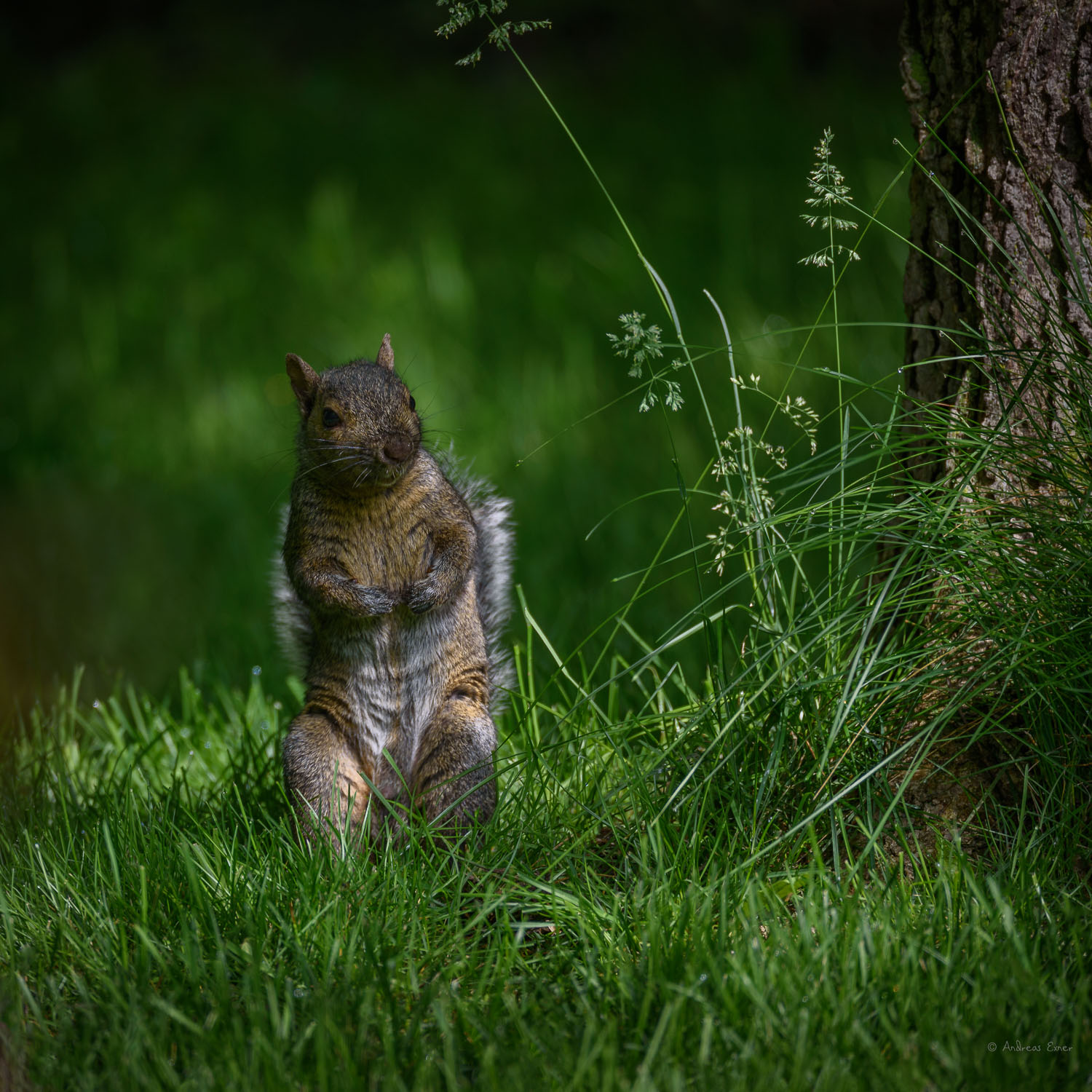 Eastern Gray Squirrel