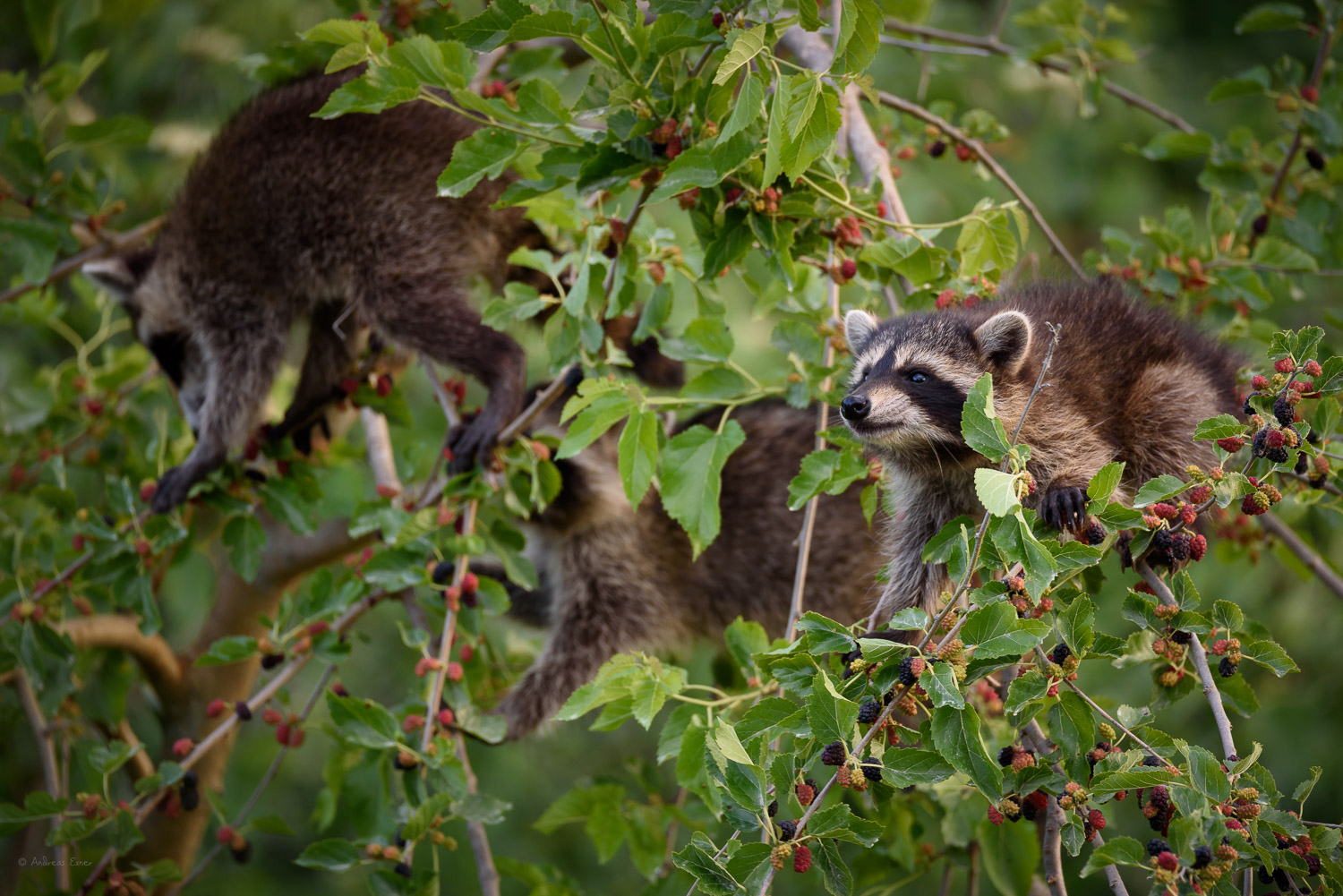 Young Raccoons, Green Island Wetlands, Iowa -------- 