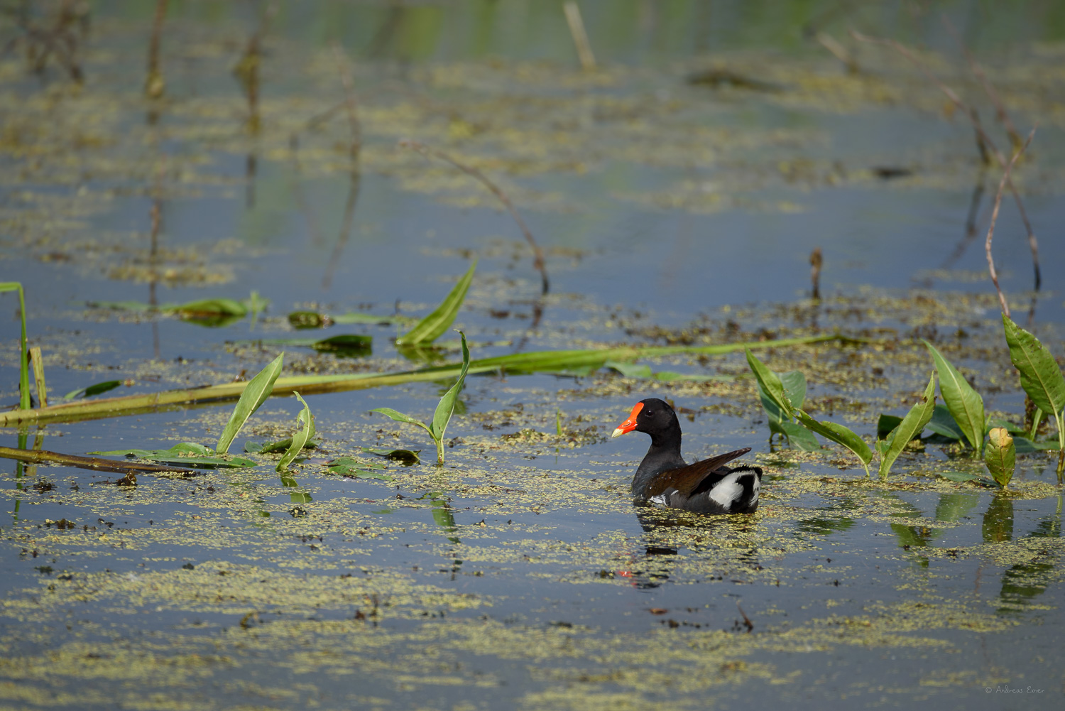 COMMON GALLINULE