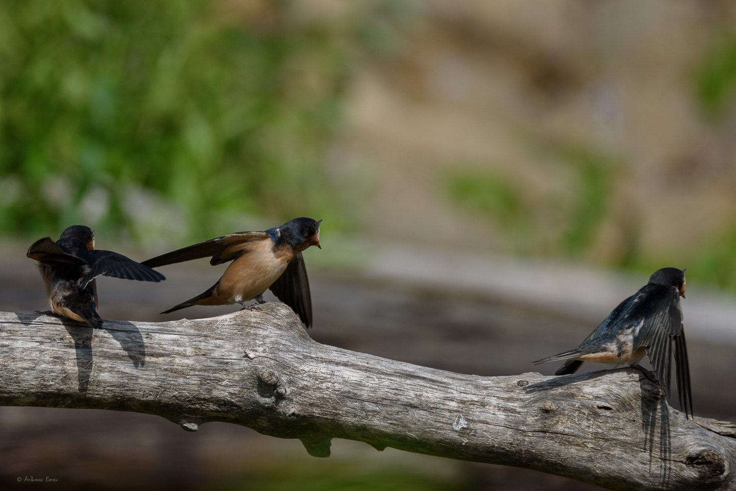 Juvenile Barn Swallows, Mississippi River, Mud Lake, Iowa ------