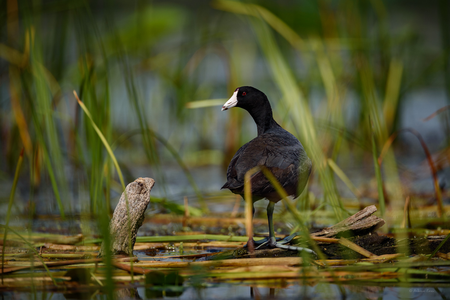 AMERICAN COOT