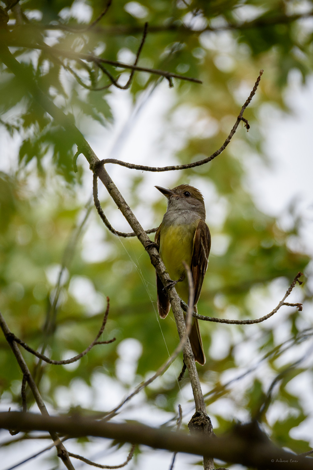 GREAT CRESTED FLYCATCHER