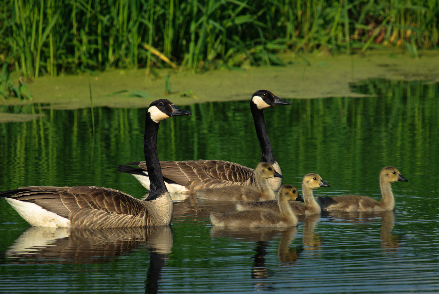 CANADA GOOSE