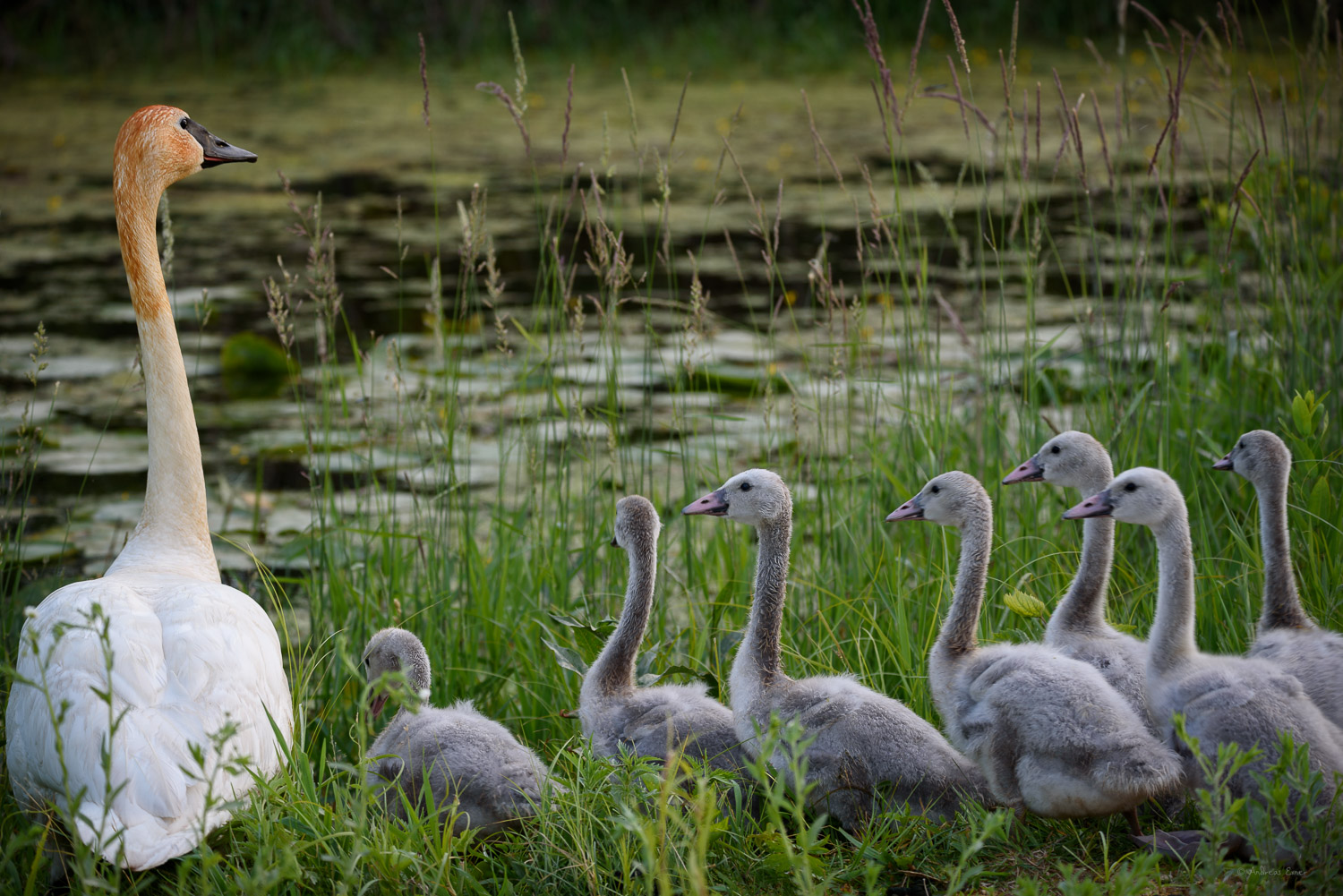 TRUMPETER SWAN