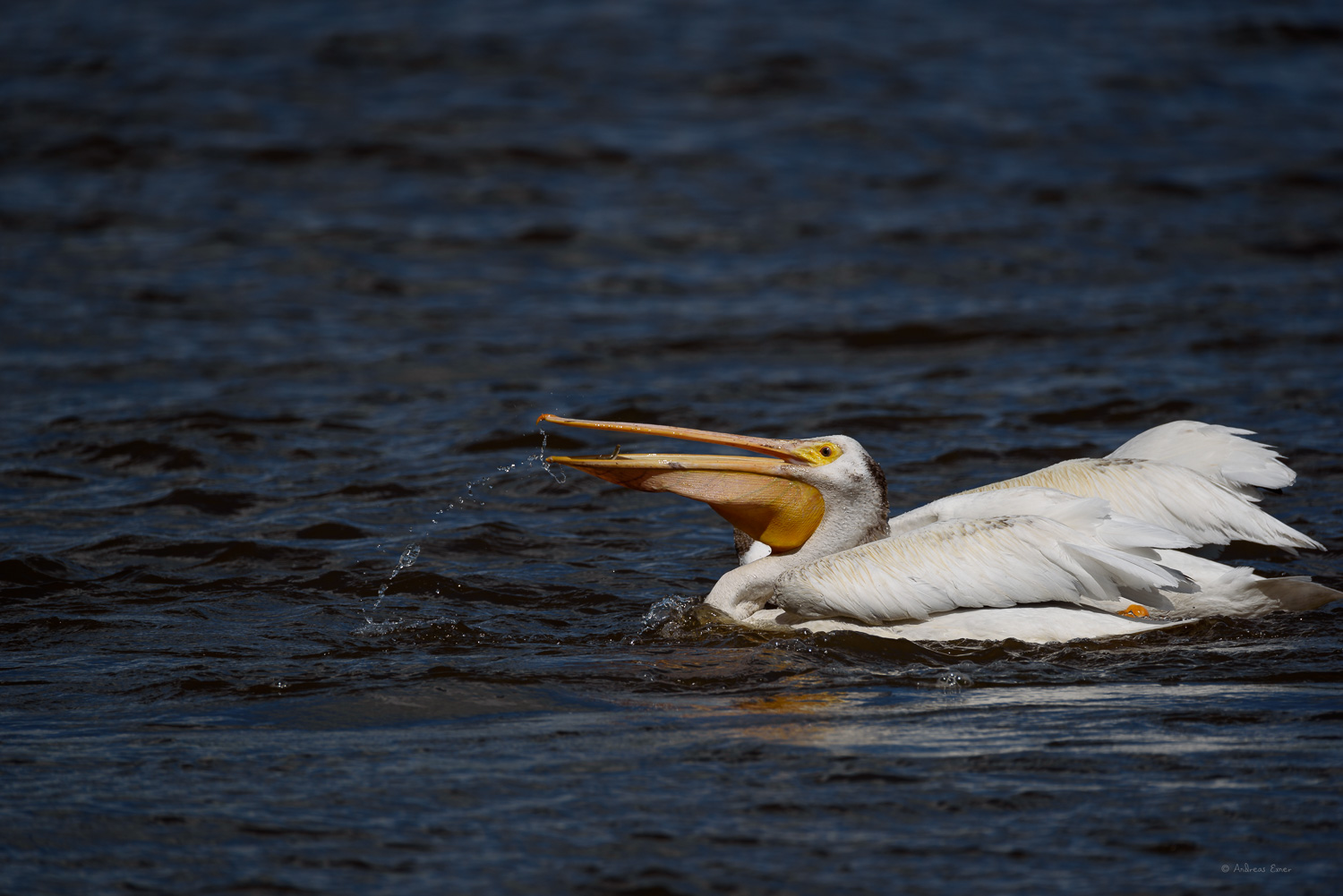 AMERICAN WHITE PELICAN