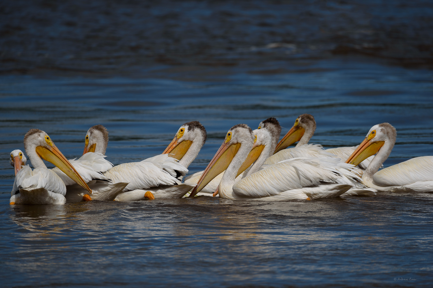 AMERICAN WHITE PELICAN