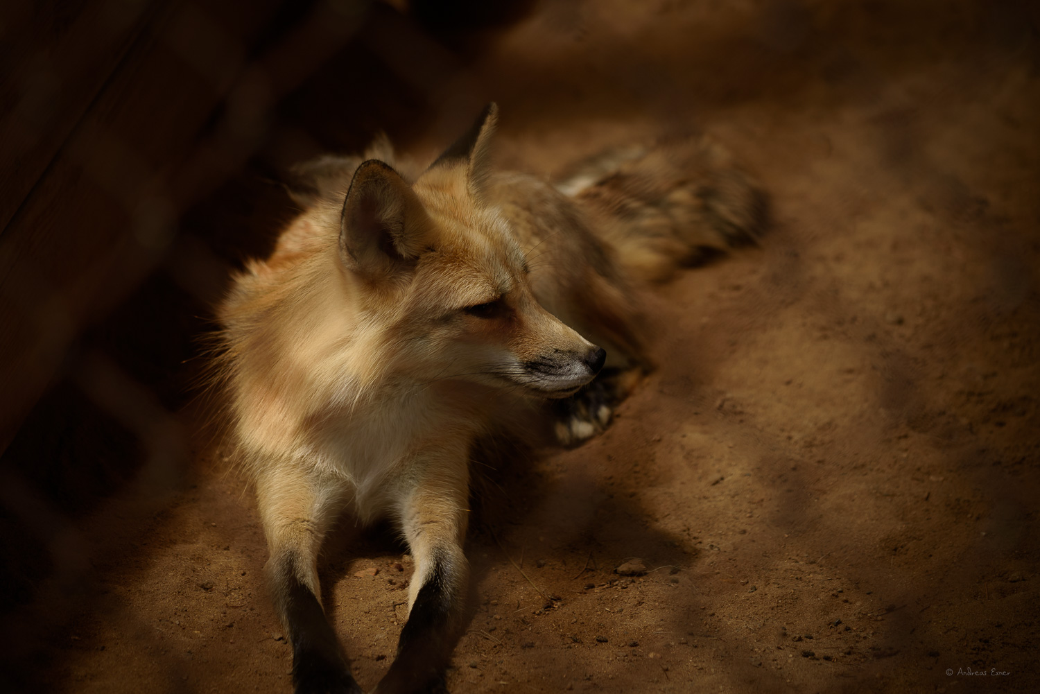 Red Fox (captive) -------- &nbsp; &nbsp;