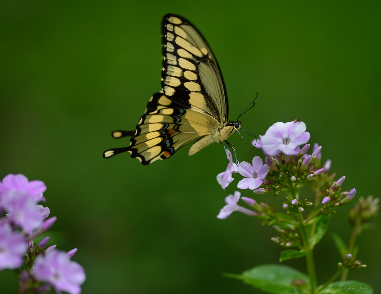 Giant Swallowtail -------
