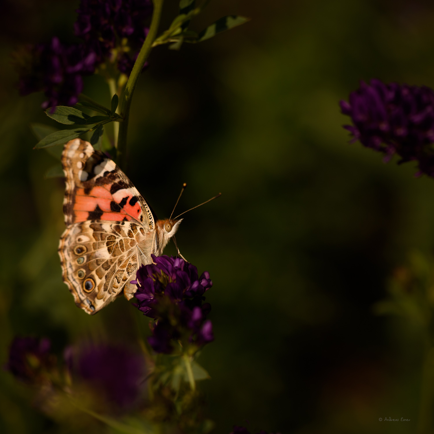 Painted Lady in Alfalfa field, near Remsen, Iowa -------