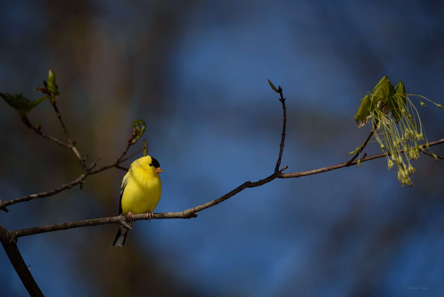 American Goldfinch in breeding plumage, April 2017