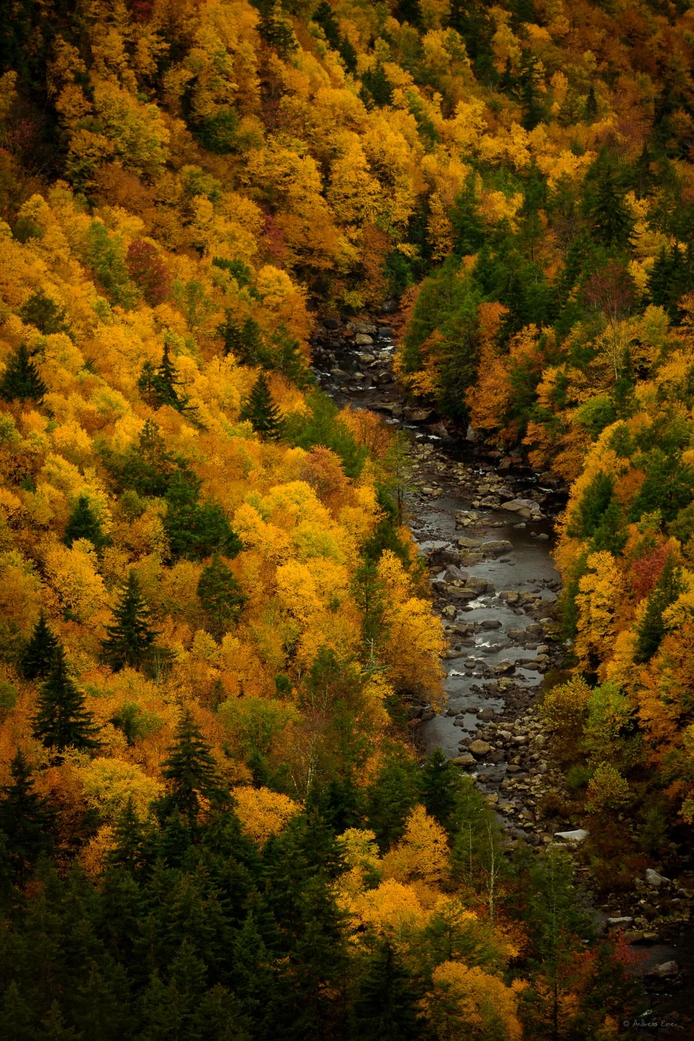 Canyon of the Blackwater River, Blackwater Falls State Park, West Virginia