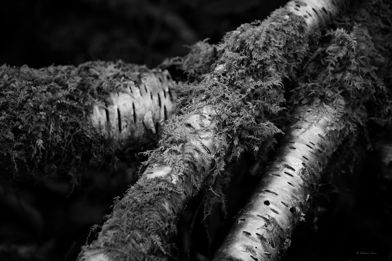 Fallen birches, Cranberry Wilderness, West Virginia ---------------