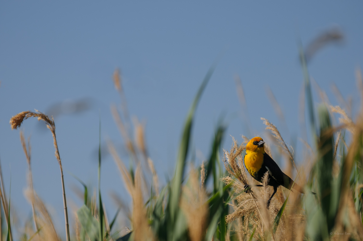 YELLOW-HEADED BLACKBIRD ♂️