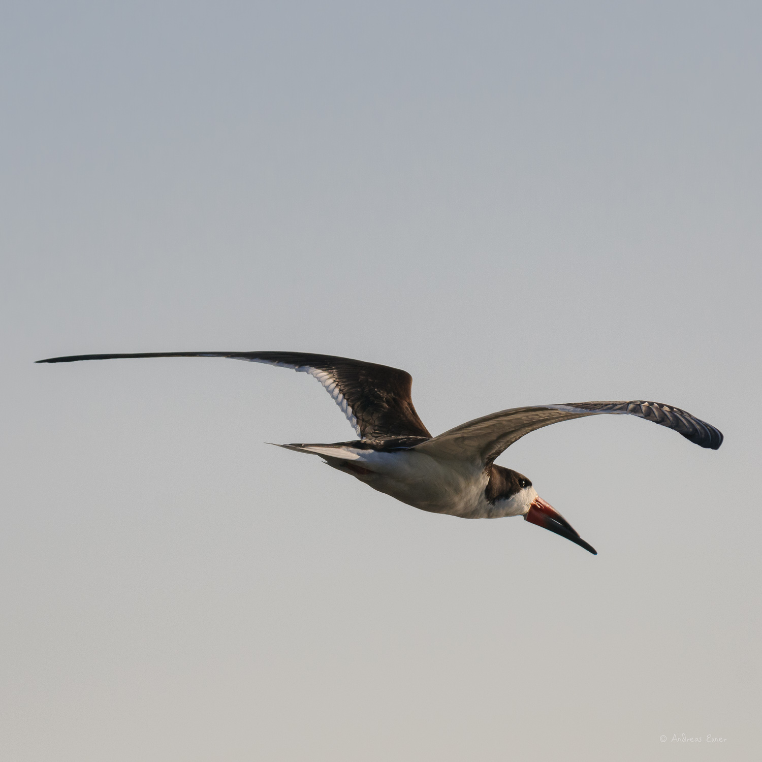 BLACK SKIMMER