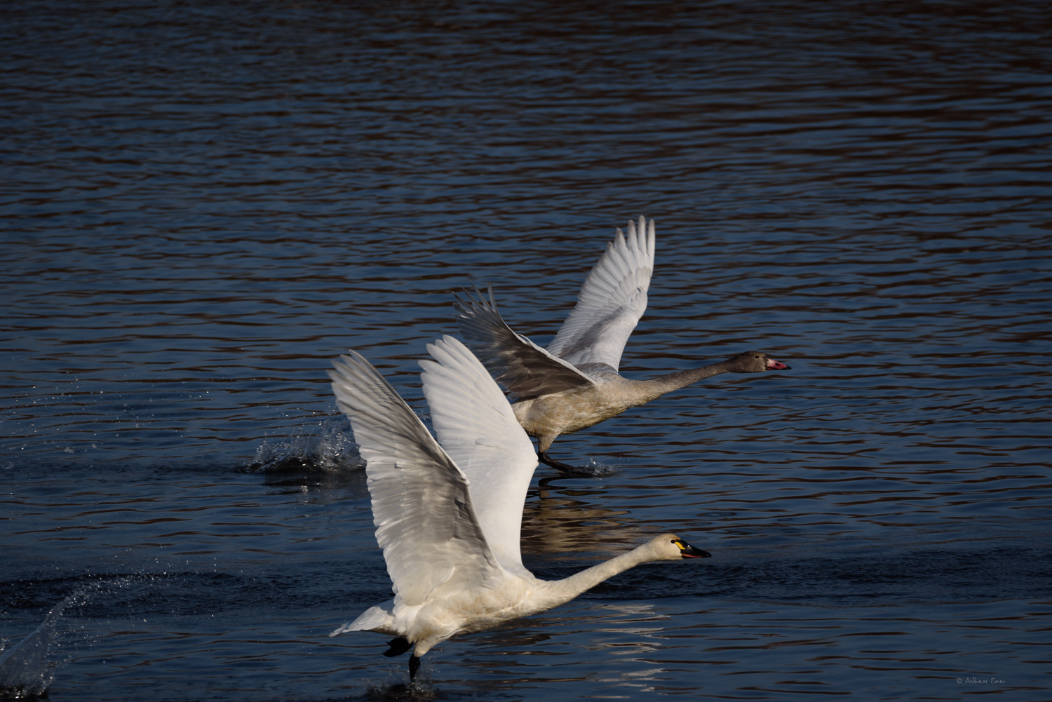 TUNDRA SWAN