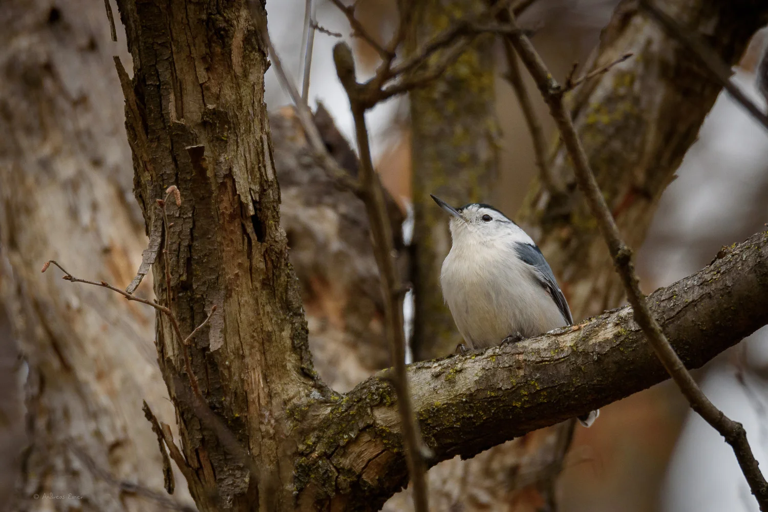 White-breasted Nuthatch, Nikon D750, Sigma 150-600mm / f5-6.3 DG OS HSM S ———