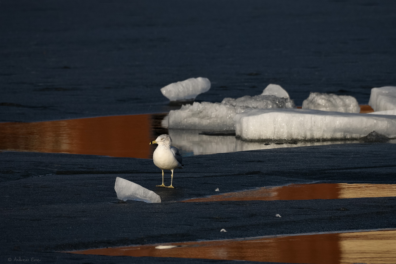 RING-BILLED GULL