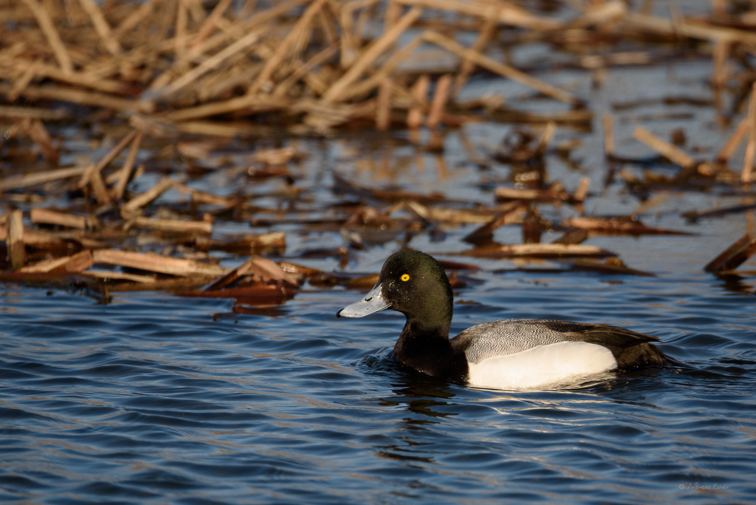 GREATER SCAUP