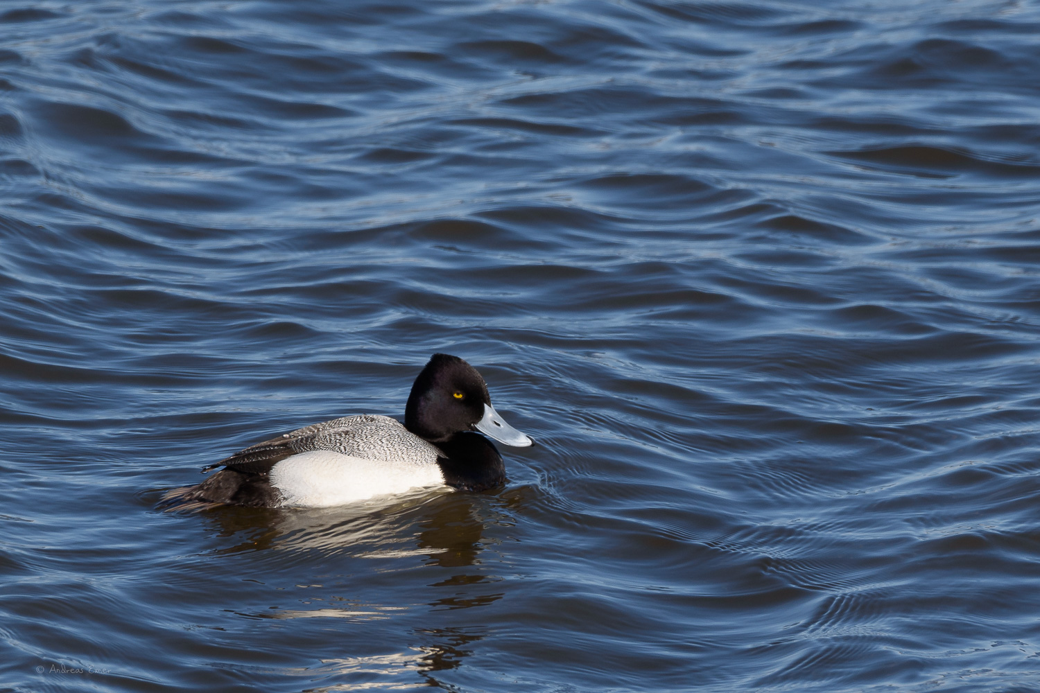 LESSER SCAUP