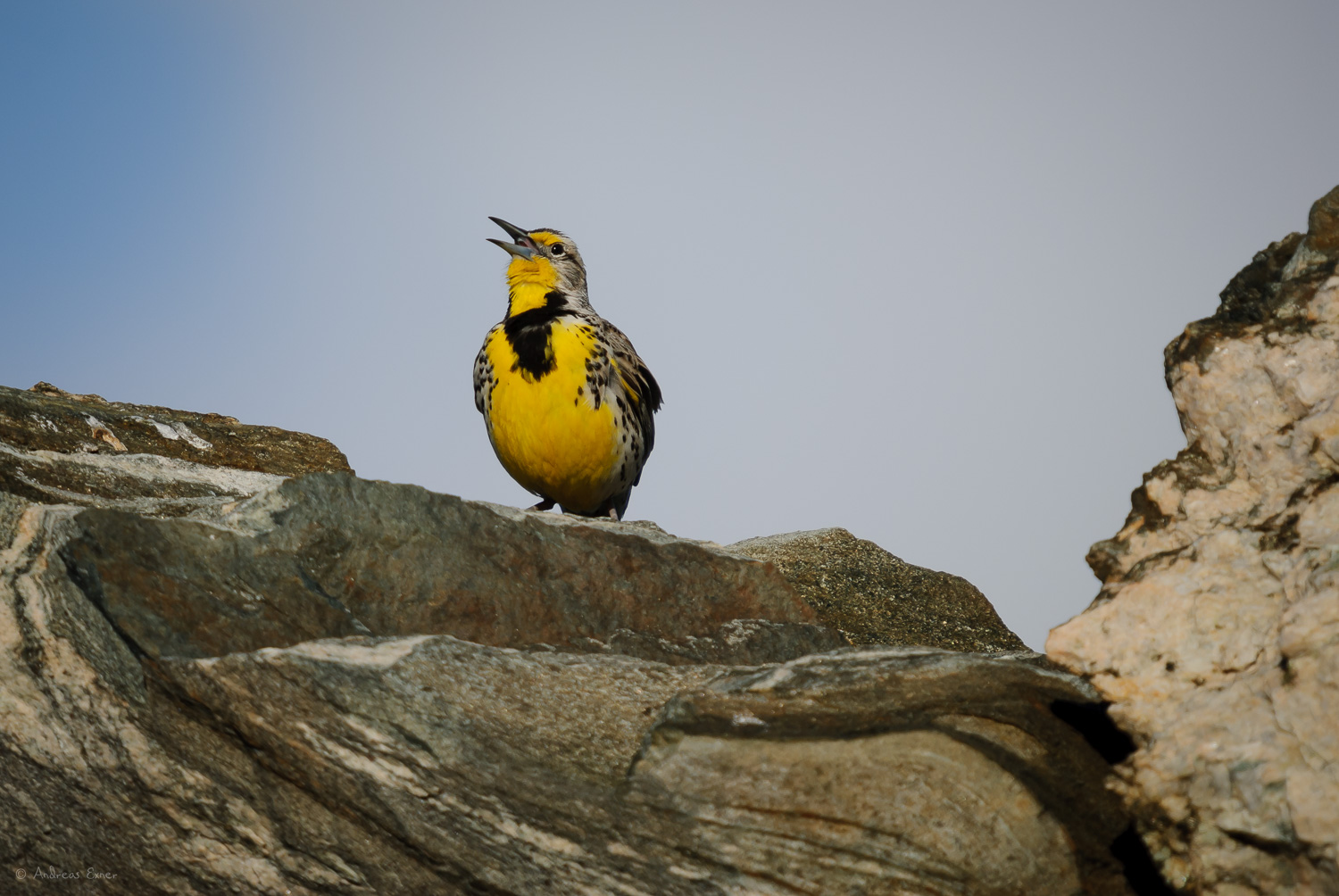 WESTERN MEADOWLARK