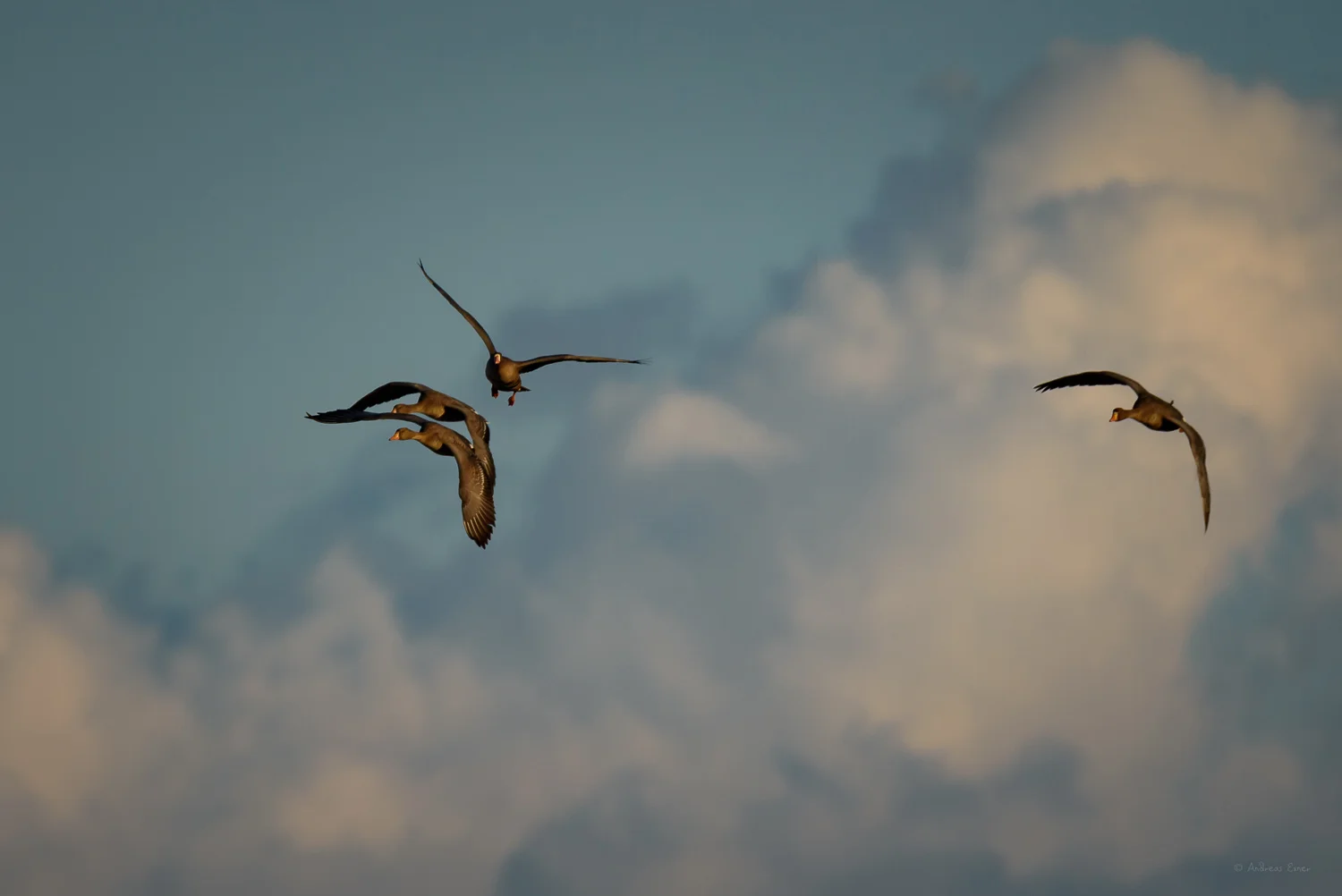 Greater White-fronted Geese, Green Island Wetlands, Iowa