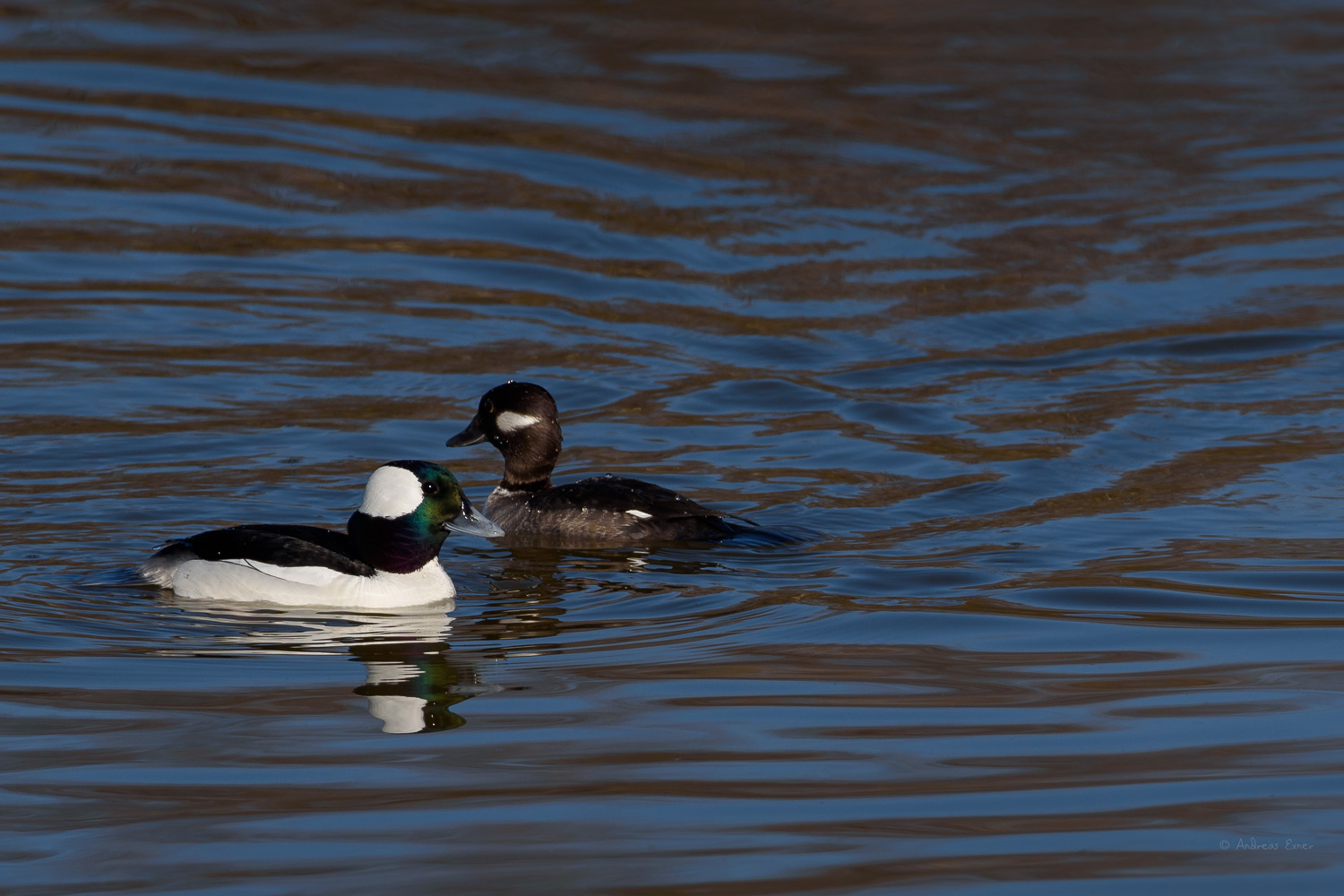 BUFFLEHEAD