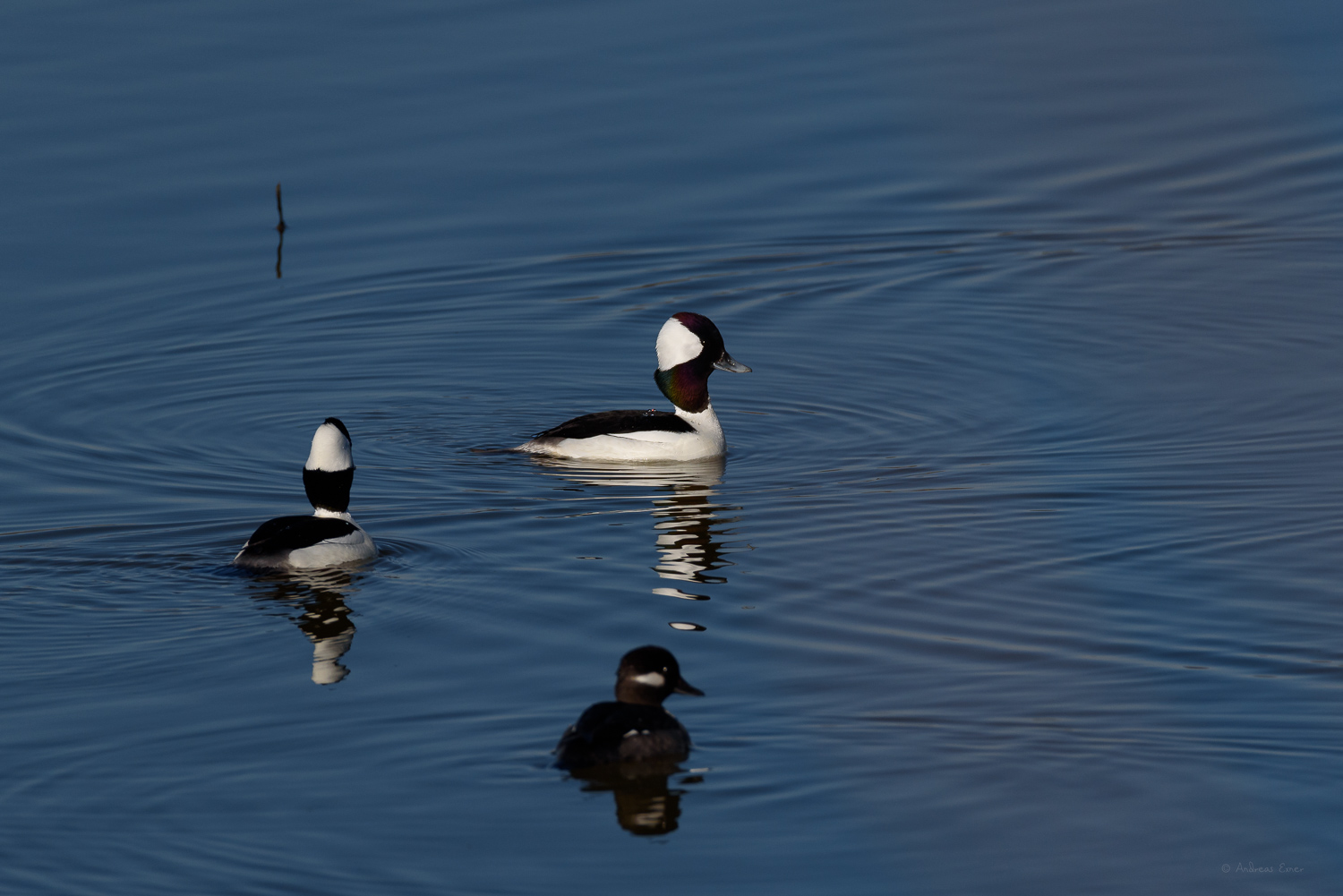 BUFFLEHEAD