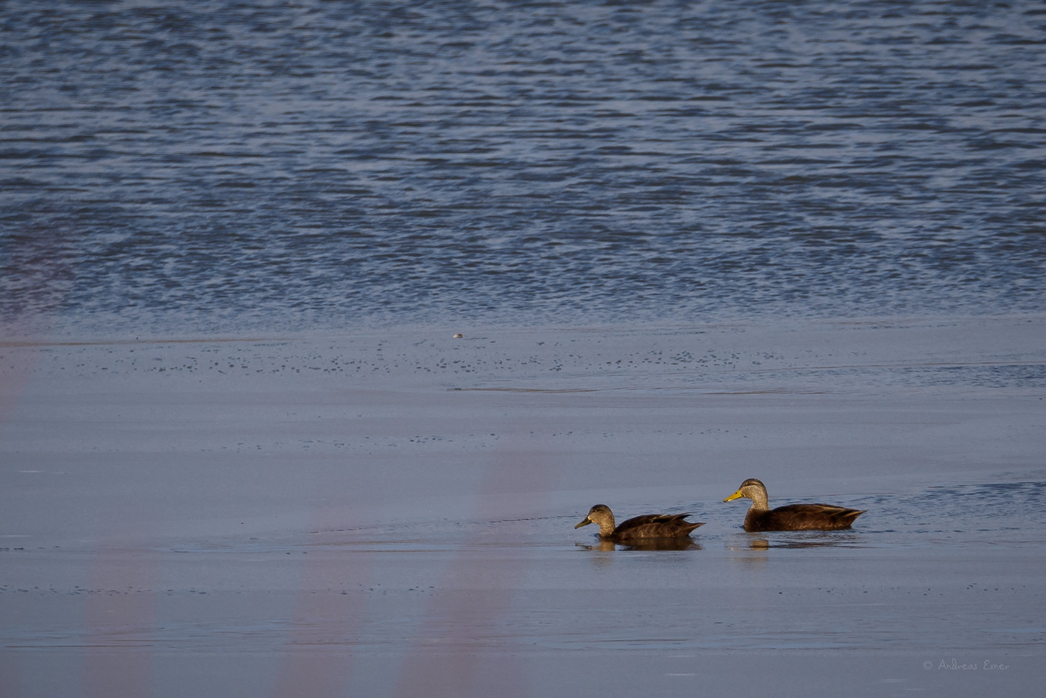 AMERICAN BLACK DUCK