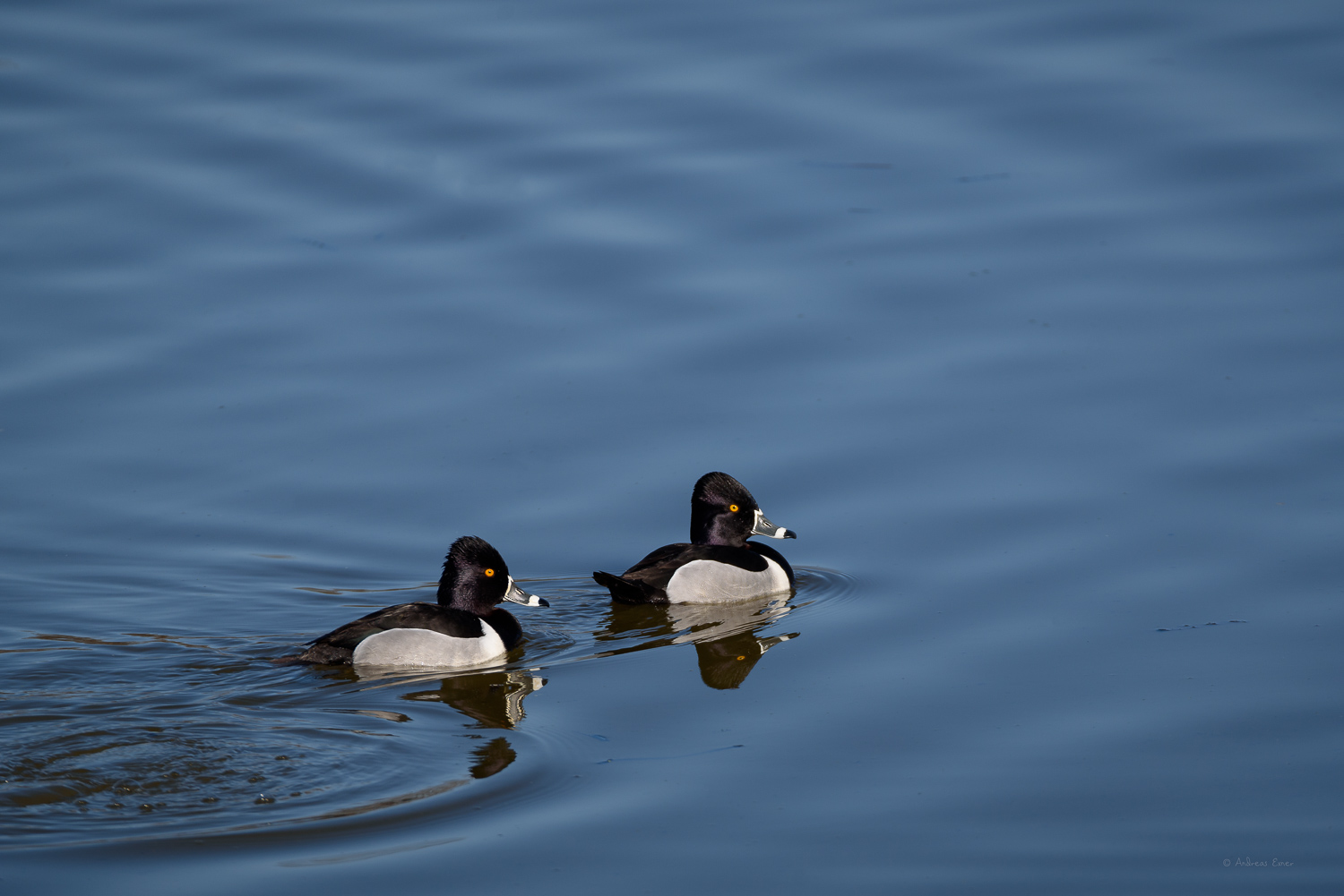 RING-NECKED DUCK