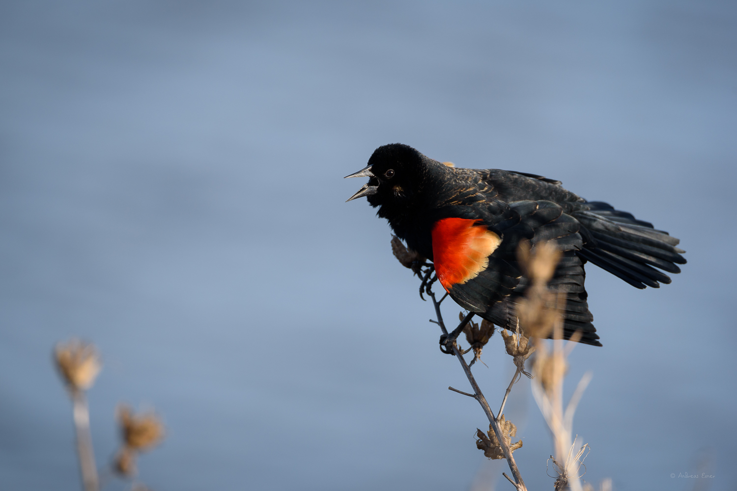 RED-WINGED BLACKBIRD ♂️