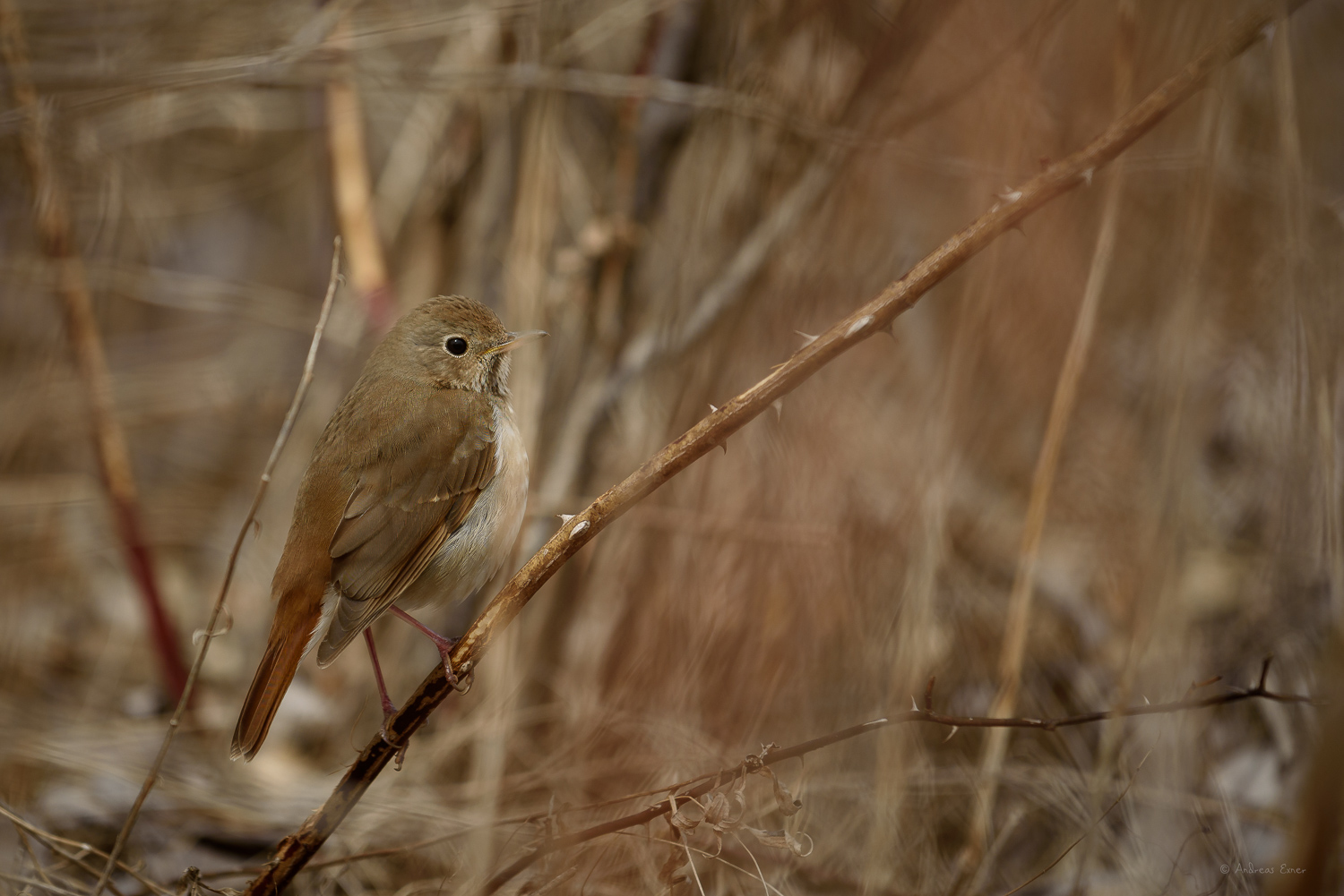 Hermit Thrush, Backbone State Park, Iowa --------