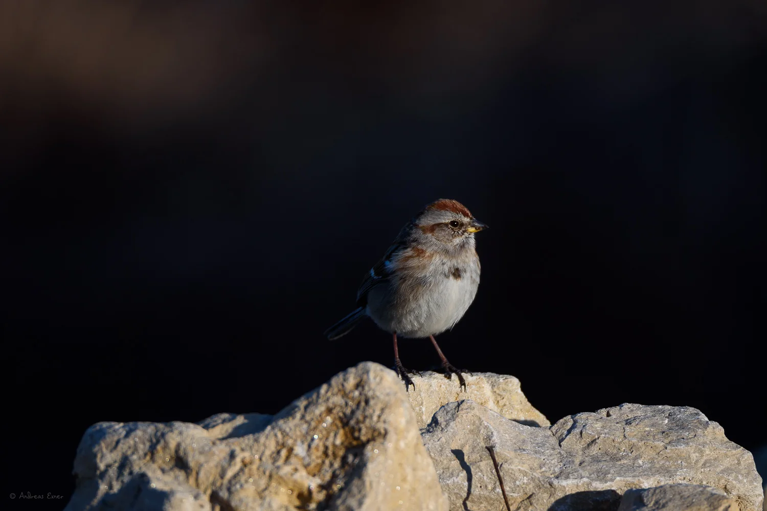 American Tree Sparrow, Mississippi River, Hawkeye Marina, Mud Lake, Iowa ---------
