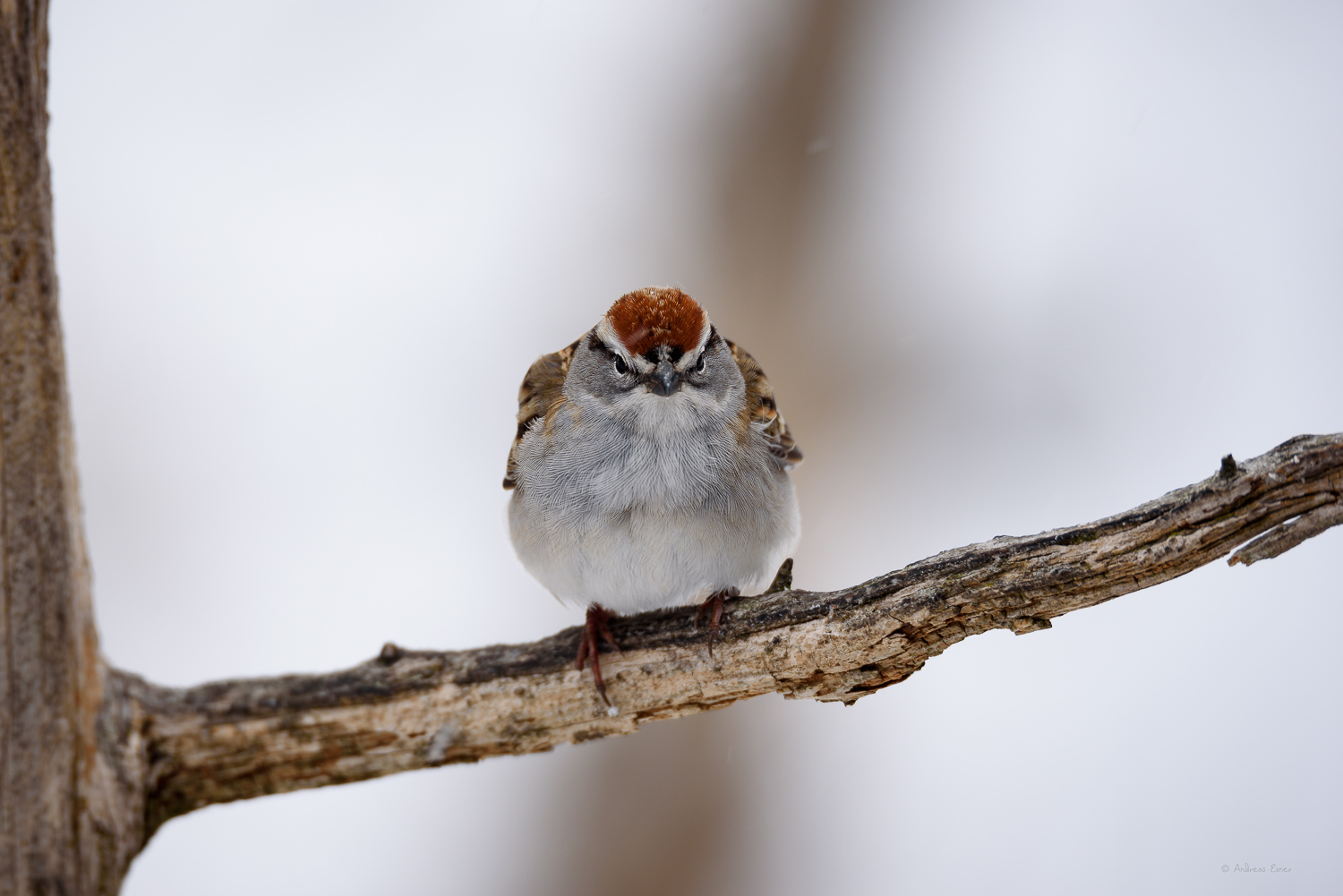 Chipping Sparrow, Little Maquoketa River, near Durango, Iowa ------------
