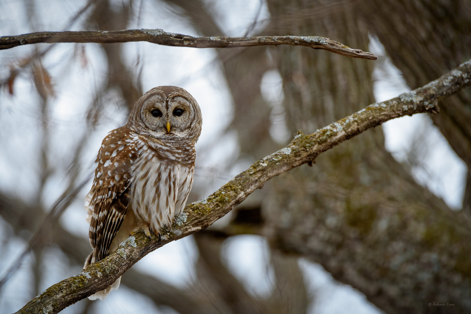 Barred Owl -----------
