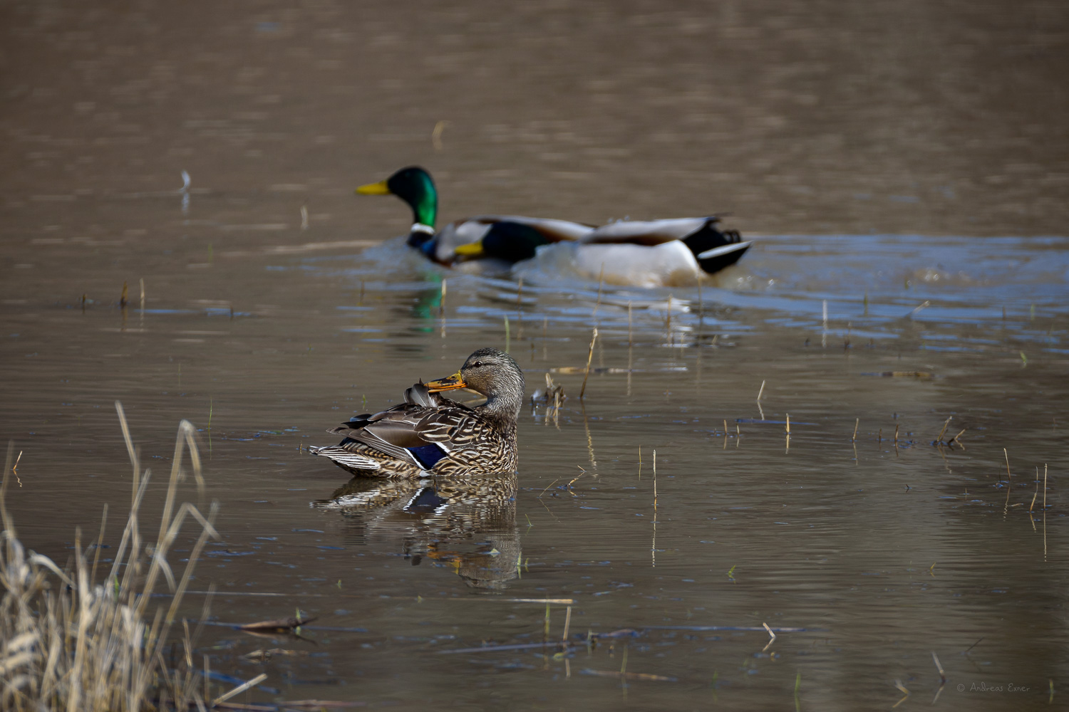 MALLARD