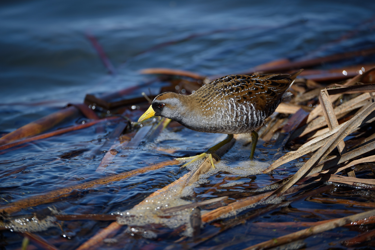 Sora, Mississippi River, Pool Slough, near New Albin, Iowa -----------
