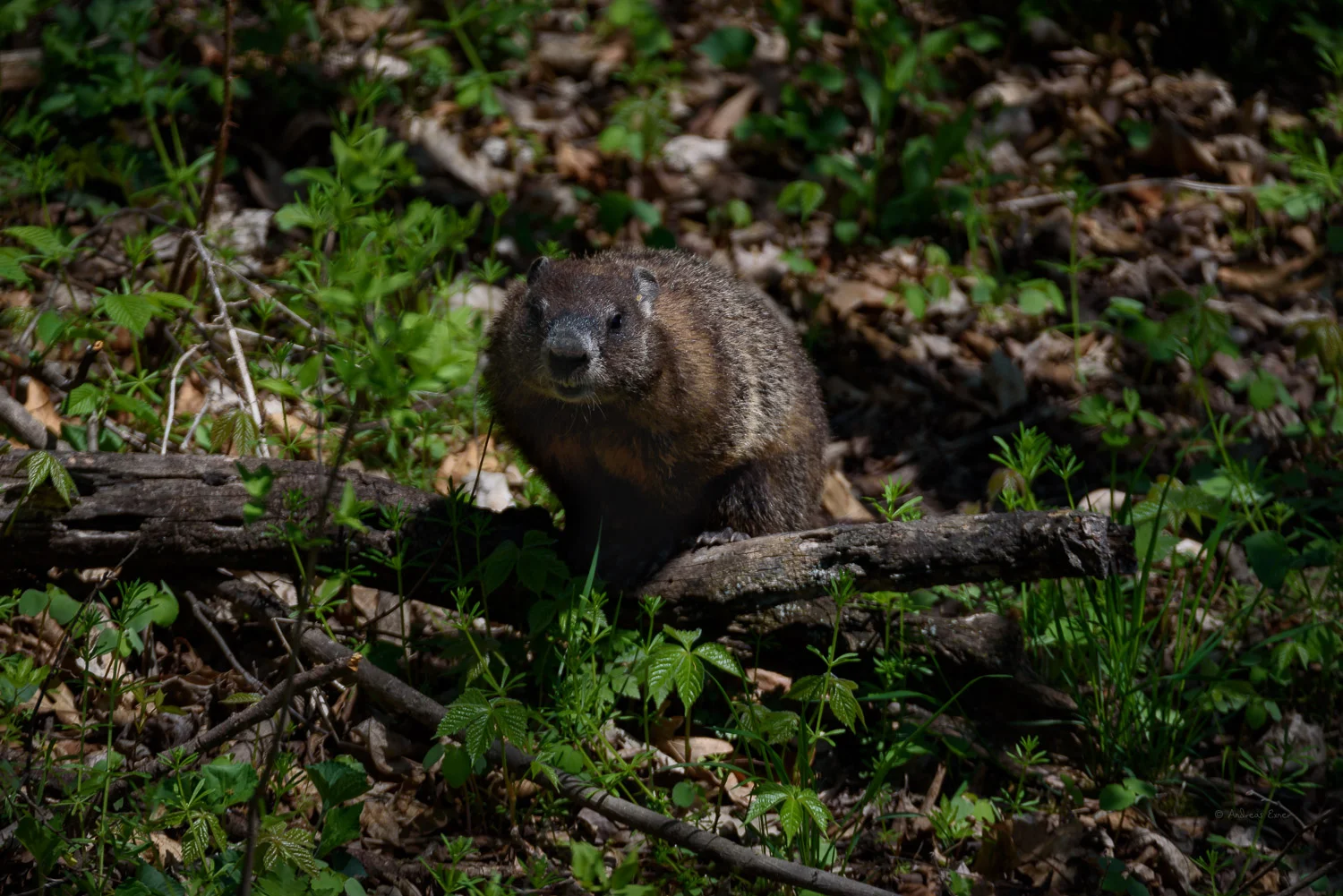 Groundhog (Marmota monax), also known as the woodchuck ---------