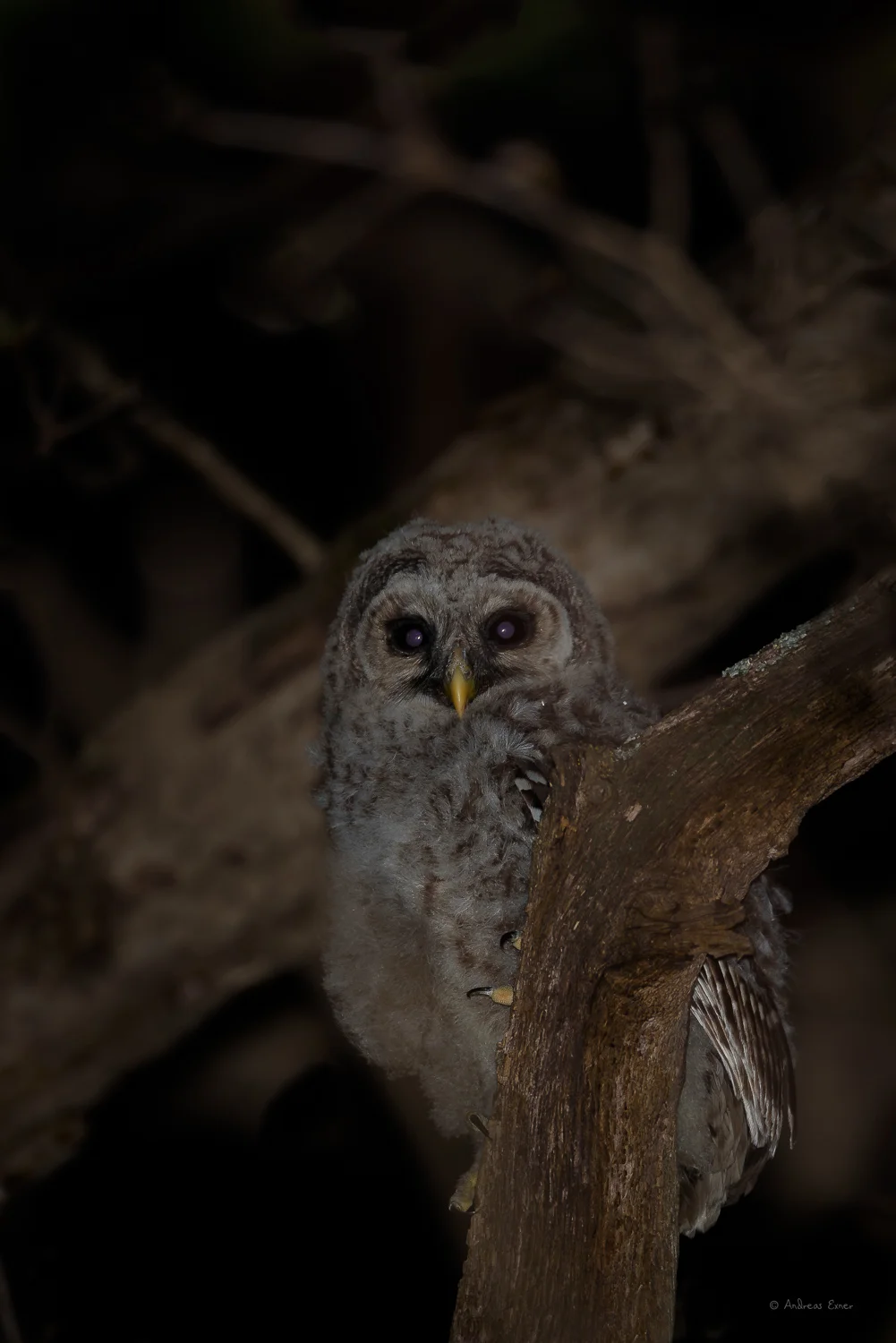 Young Barred Owl