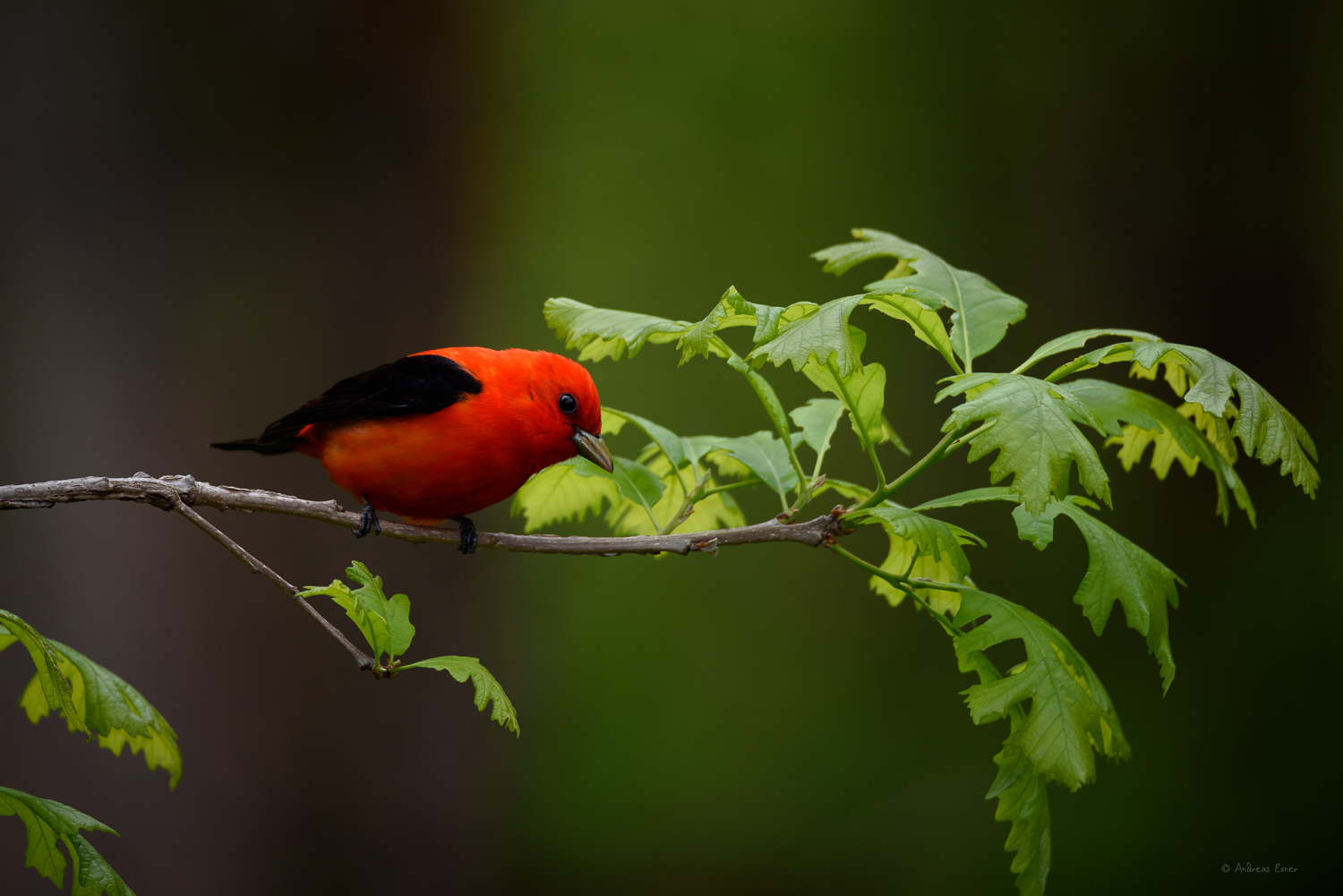 Male Scarlet Tanager