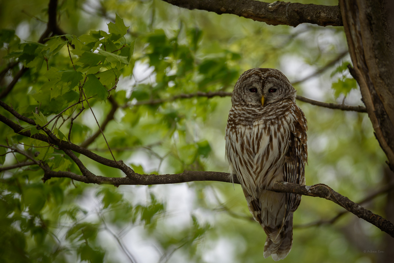 Barred Owl ------------ 