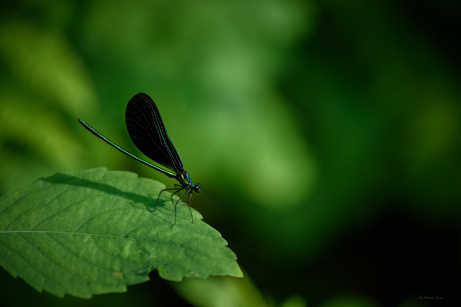 Black-winged Damselfly