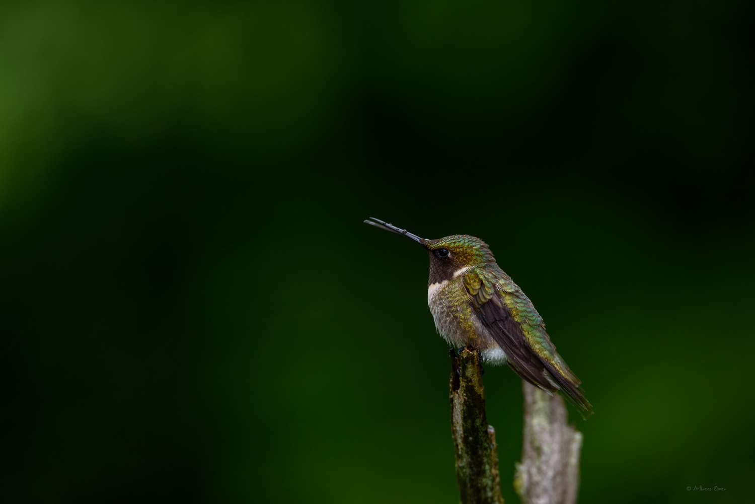 Male Ruby-throated Hummingbird