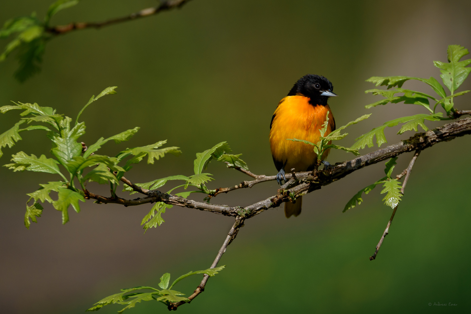 Male Baltimore Oriole