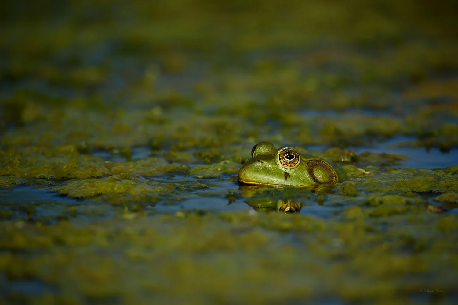 Green Frog, Mississippi River, Mud Lake, Iowa